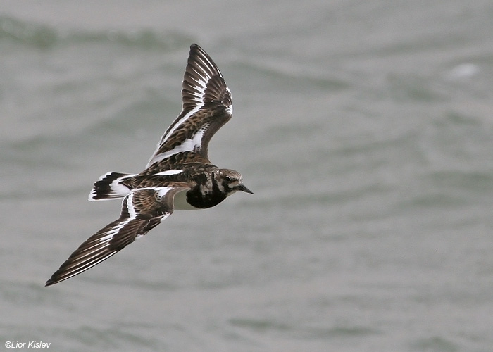    Ruddy Turnstone Arenaria interpres                             , 2009.: 